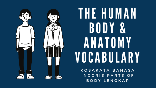 The Human Body And Anatomy Vocabulary (Kosakata Bahasa Inggris Parts of Body Lengkap)